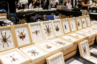 Targi egzotyki w Katowicach