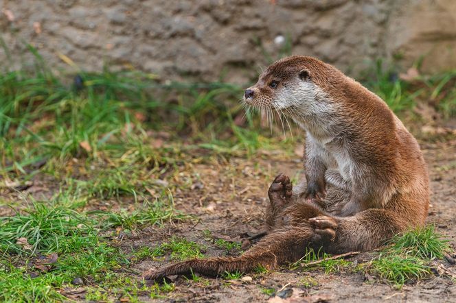 Dni Odry we wrocławskim zoo