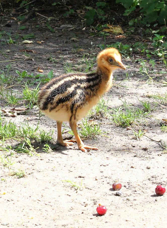  To jeden z najgroźniejszych ptaków na świecie. Pisklę wykluło się w warszawskim zoo