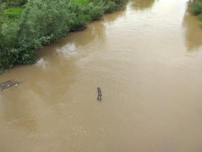 Sytuacja hydrologiczna w Tarnowie. Czy grozi nam powódź?