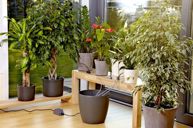 Jak zadbać o rośliny pokojowe i balkonowe podczas urlopu? Sprawdzamy systemy nawadniające i domowe sposoby