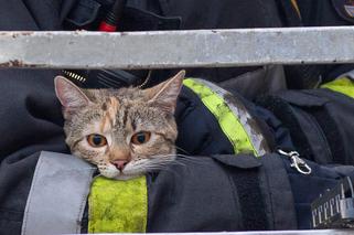 Kot fajtłapa wezwał strażaków.