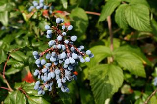 Mahonia pospolita