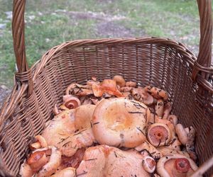 Prawdziwe skarby jesieni. Listopad to idealny czas na grzyby w Świętokrzyskiem? [Zdjęcia Waszych zbiorów]