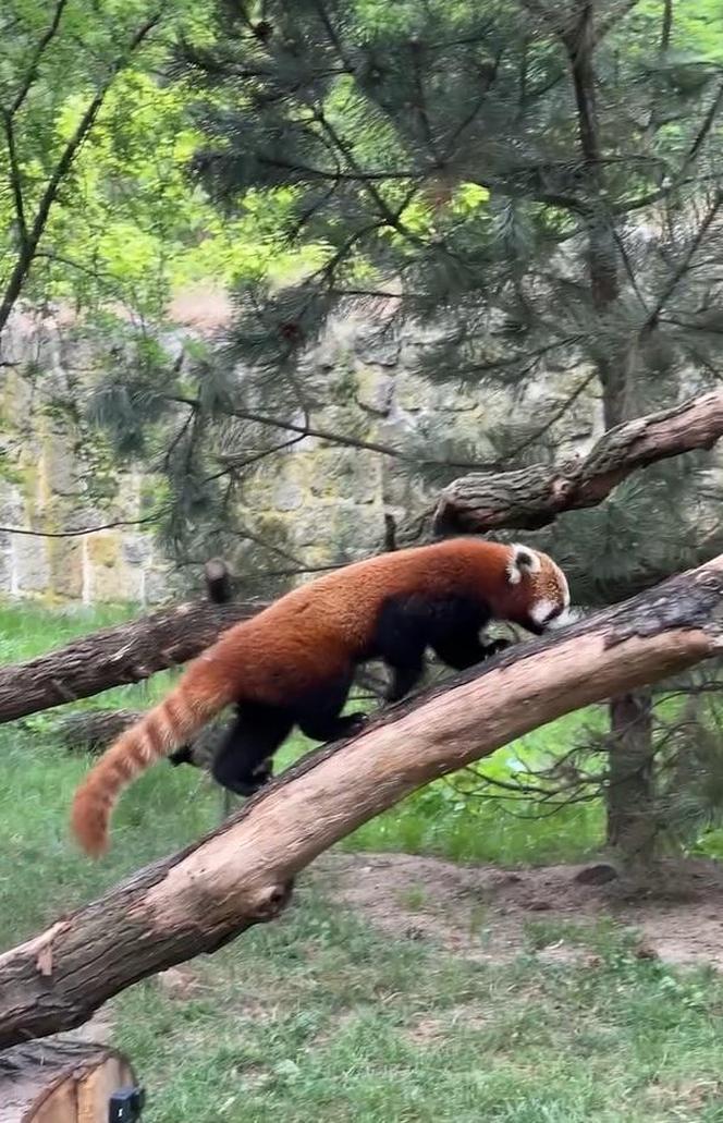 Samiec pandy rudej zamieszkał we wrocławskim zoo. Od razu wyskoczył na swój nowy wybieg [WIDEO]