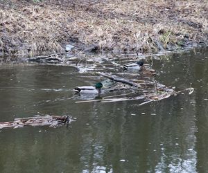 Spacer doliną Bystrzycy na lubelskim Wrotkowie