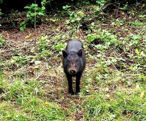 Obcy w Kampinoskim Parku Narodowym. Widziano jeżozwierza i wietnamskie świnie. To nie żart!