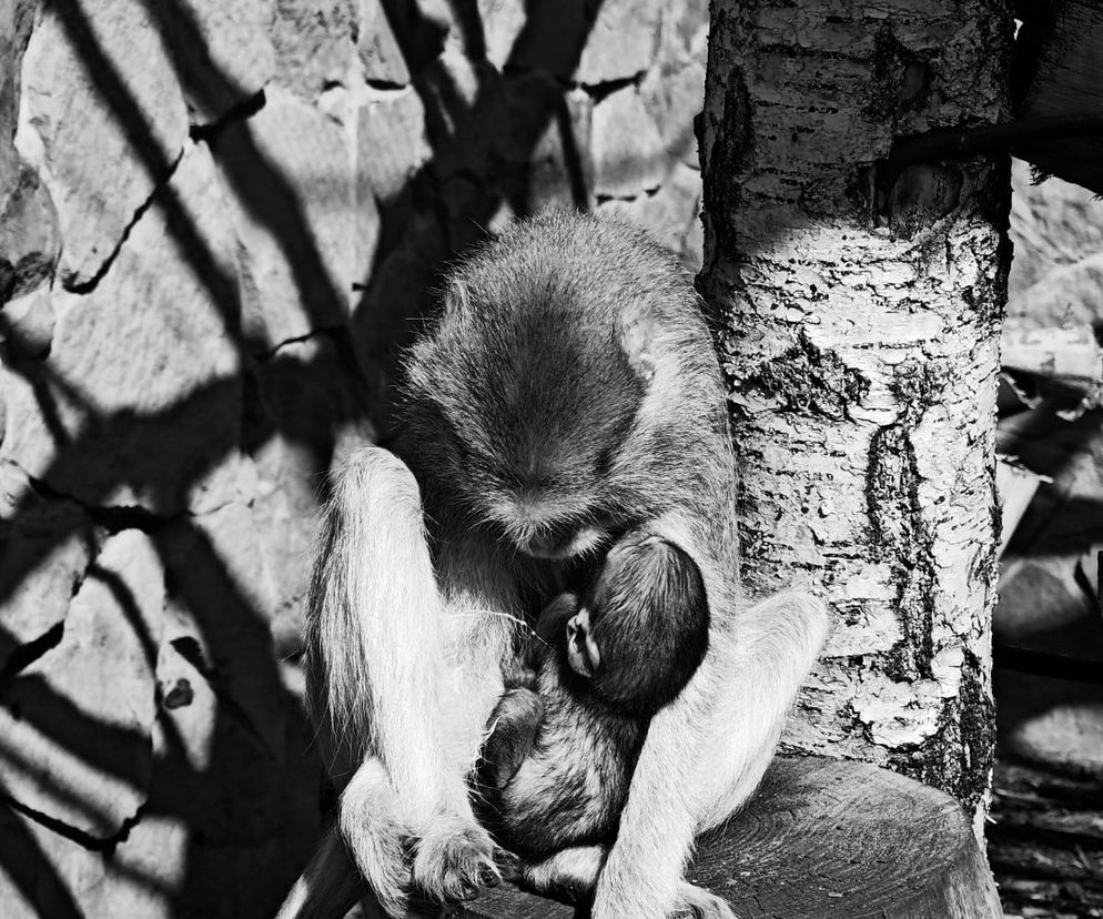Tragedia w Śląskim ZOO: Zgasło życie małego patasa! Bolesna strata...