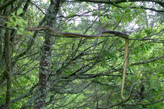 Ten ogromny wąż z Bieszczad wspina się na drzewa. Na pewno o nim wiesz? [ZDJĘCIA]