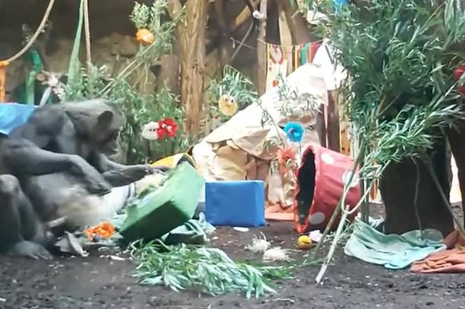 Małpie harce w warszawskim ZOO. Lucy, Lizy i Mandy świętowały urodziny w Krainie Czarów