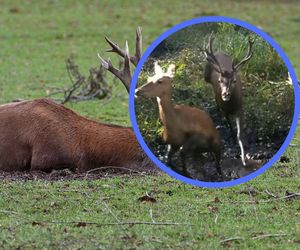 Nietypowy jeleń z potrójnym porożem zaobserwowany w Bieszczadach. To ewenement