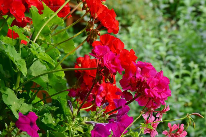 Pelargonia