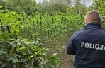 Prawie 40 kilogramów narkotyków i dwie duże plantacje. Dwaj zatrzymani w Starachowicach i gminie Brody