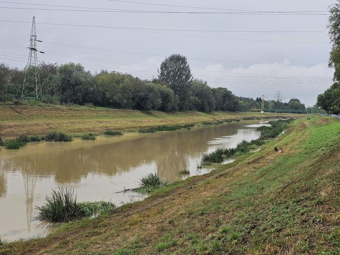 Wysoka woda na Wisłoku po ulewach