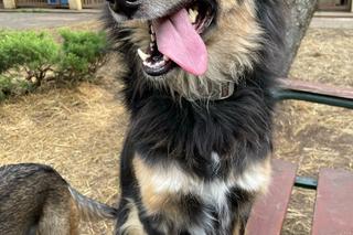 Poznańskie schronisko pomogło ukraińskim psom