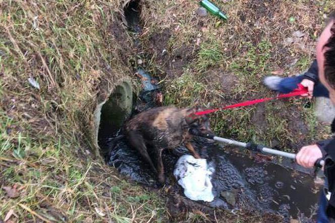 Kraków: Ratowali wyziębionego psa. Zwierzę utknęło w kanale, w lodowatej wodzie [ZDJĘCIA]