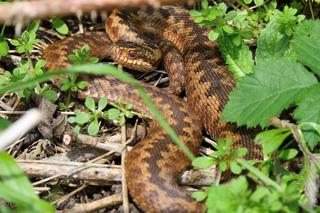 W Beskidach pojawia się coraz więcej jadowitych węży. Ważny apel GOPR