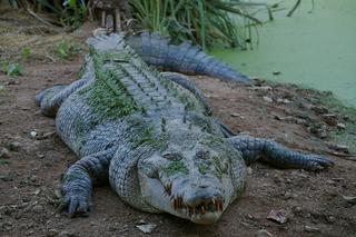 Uważajcie! Nurtem Odry może pływać krwiożerczy krokodyl! Gad uciekł z Czech