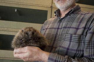 Pan Jerzy obrońca jeży