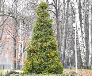 Wyjątkowa choinka w Czerwionce-Leszczynach. Zamiast ozdób zobaczymy ptasie pyzy, orzechy i owoce