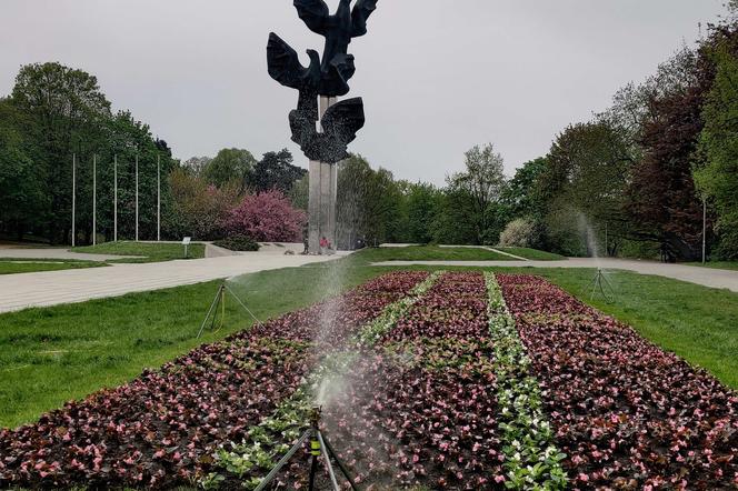 21 tysięcy begonii w jednym miejscu. Powstaje kwiatowy dywan przed Pomnikiem Czynu Polaków