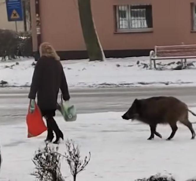 Dziki zaatakowały kobietę w centrum Jaworzna 