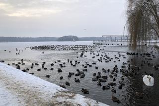 Ptactwo wodne zimuje na jeziorze Trzesiecko w Szczecinku