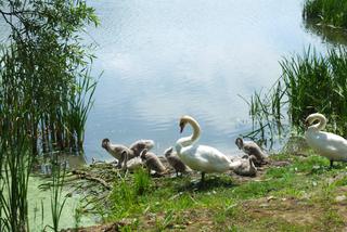 Strażacy ochotnicy uratowali brzydkie kaczątko