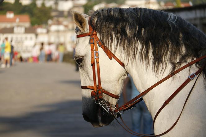 Przerażające! Rozwścieczony koń taranował turystów. Wakacyjny koszmar we Włoszech