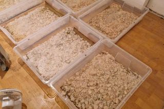 Strzelanina w narkotykowym imperium pod Bydgoszczą! Przywódca grupy na wolności