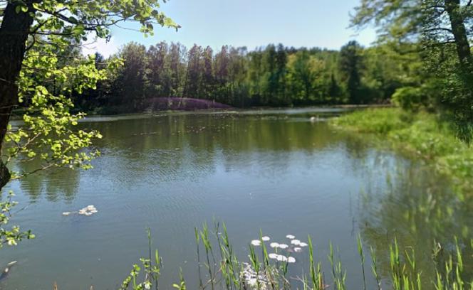 10. Las Miejski w Olsztynie
