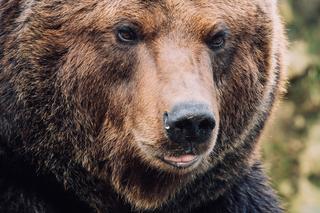 Niedźwiedź wszedł na dach domku w Bieszczadach. „Będzie się opalał?”