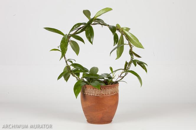 Hoja