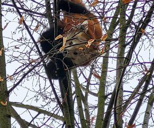 Panda, która uciekła z poznańskiego ZOO