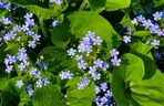 Brunnera wielkolistna