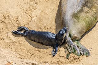 Szczenię foki na hawajskiej plaży 