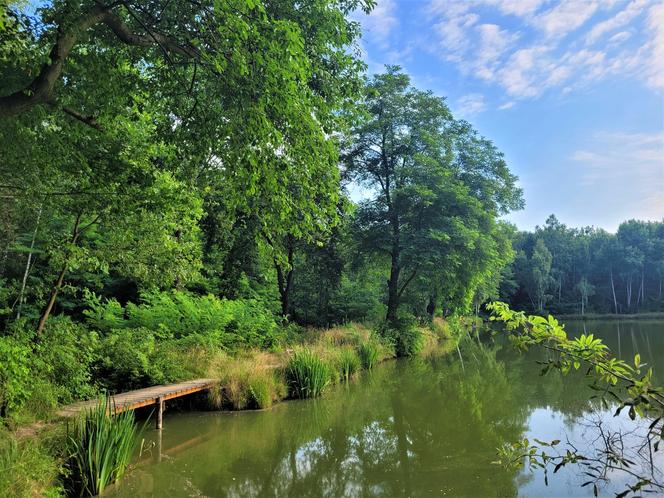 Kraków - Park Tetmajera