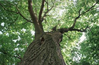 Plebiscyt na Drzewo Roku zbliża się do rozstrzygnięcia! Wielki sukces zielonego Słowianina