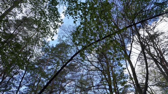 Leży w pobliżu centrum Olsztyna i wygląda bajecznie wiosną. Zobacz piękny rezerwat Mszar [ZDJĘCIA]