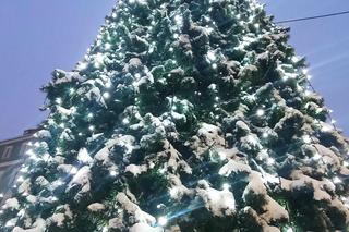 Miejska choinka przed urzędem miasta