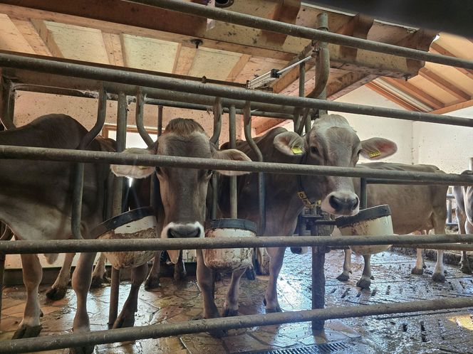 Roter Hahn: Nowoczesna agroturystyka zamiast hotelu – tu bije prawdziwe serce Południowego Tyrolu