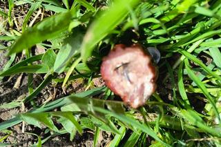 Kiełbasa z pinezkami na kieleckich Ślichowicach!