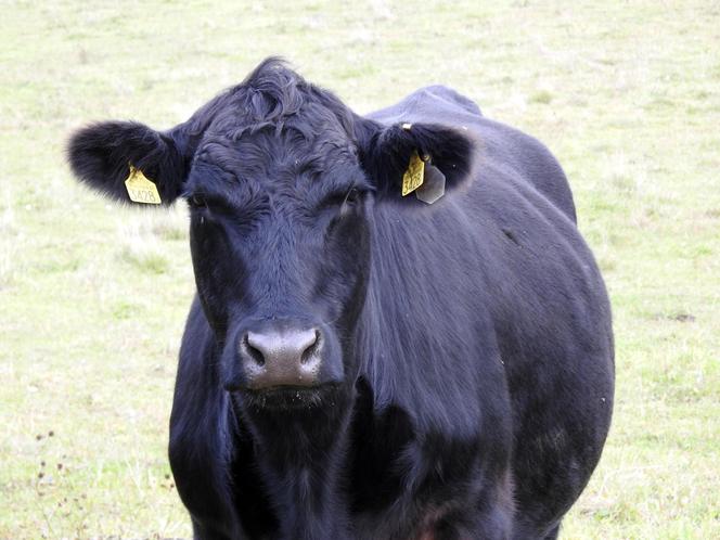 Niemiecka krowa wykopała pocisk na pastwisku