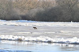  Wielka powódź na Mazowszu! Dramat mieszkańców Powiatu Wyszkowskiego 