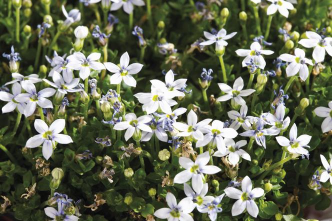 Pratia - Pratia pedunculata = Isotoma fluviatilis