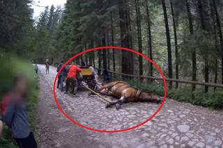 Tatry: Koń PADŁ Z WYCIEŃCZENIA! Kontynuował kurs? Szokujące WIDEO
