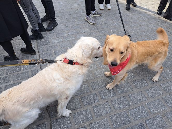 33. Finał WOŚP z grupą krakowskich Golden Retrieverów