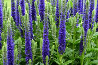 Przetacznik kłosowy