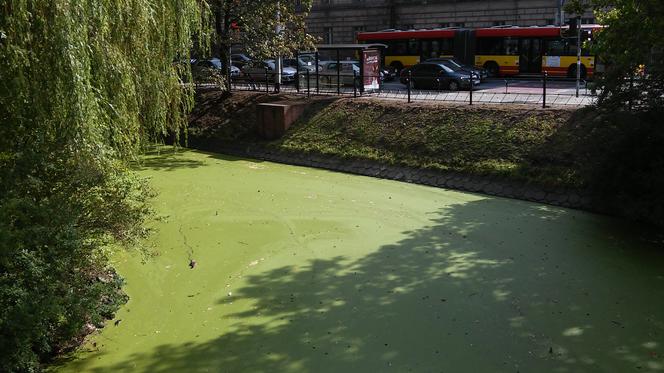 Zielona fosa w centrum Wrocławia. Co na to urzędnicy? [ZDJĘCIA]
