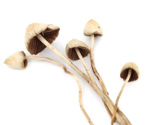 Grzybki psylocybki działają halucynogennie. Czym grozi jedzenie grzybów psylocybinowych?